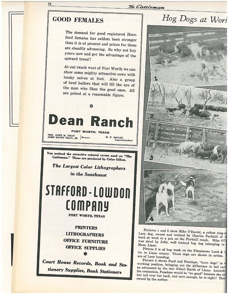 1942 article on Lacy Hog Dogs 2