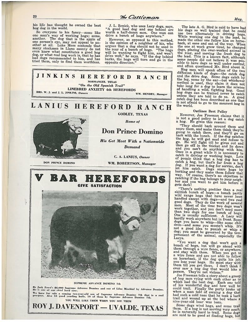 1942 article on Lacy Hog Dogs 9