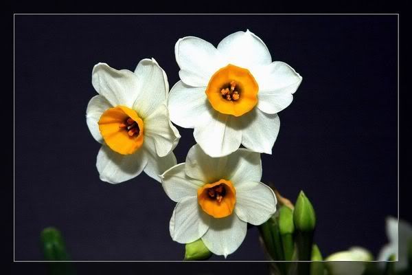 Image hosting by Photobucket