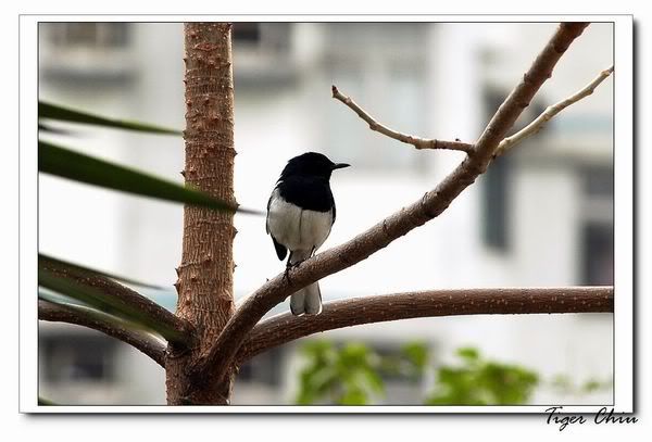 Image hosting by Photobucket