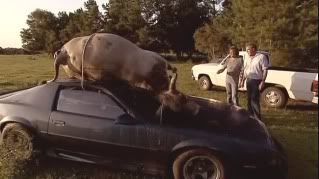TopGear_Cow-on-Roof.jpg
