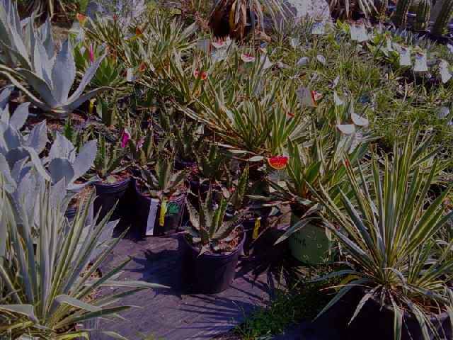 ATT05936.jpg