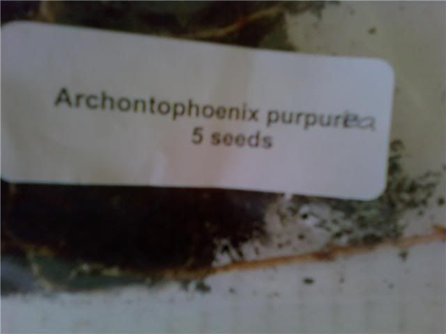 Archontophoenixpurpurea1.jpg