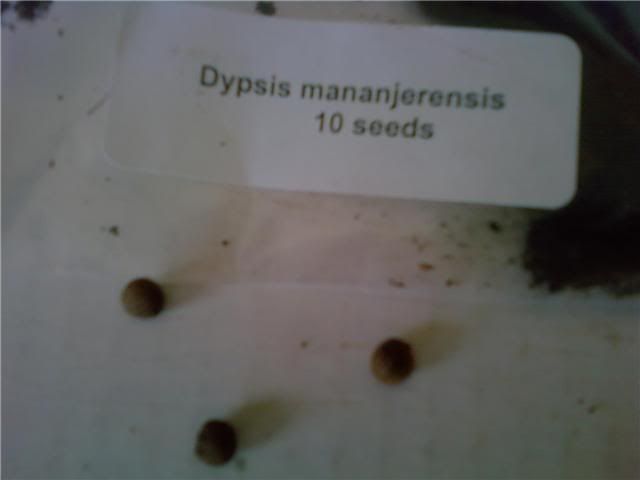 Dypsismananjerensis.jpg