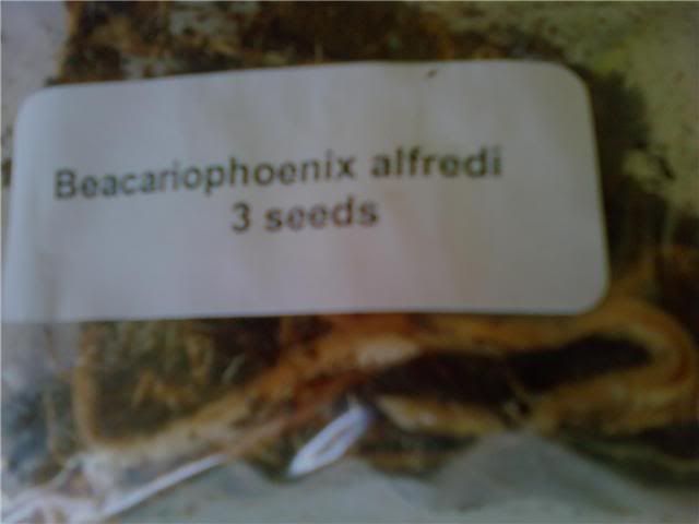 beacriophoenixalfredi.jpg