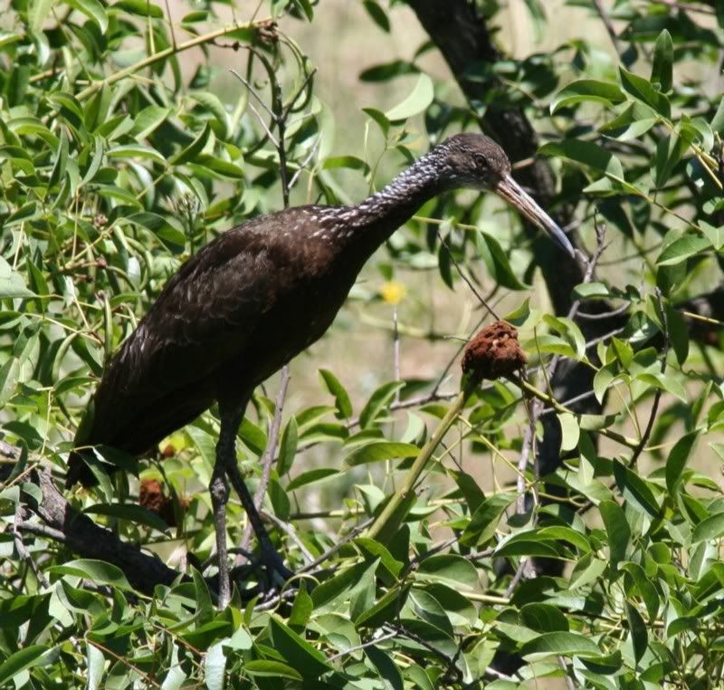 IMAGE: http://i26.photobucket.com/albums/c125/jmalik/Limpkin.jpg