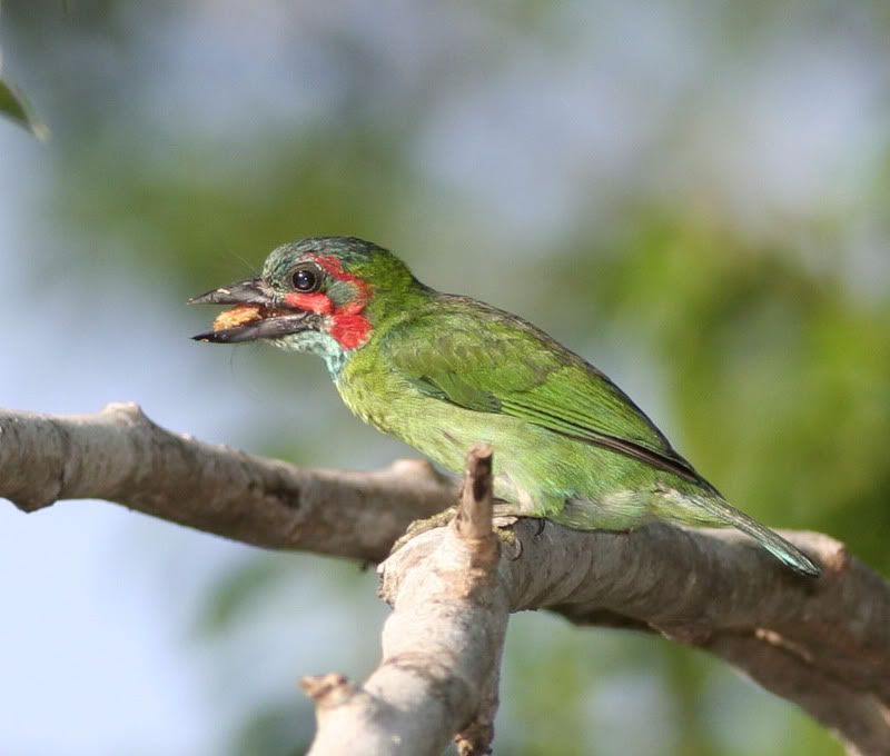 IMAGE: http://i26.photobucket.com/albums/c125/jmalik/birds%20of%20malaysia/bird1.jpg