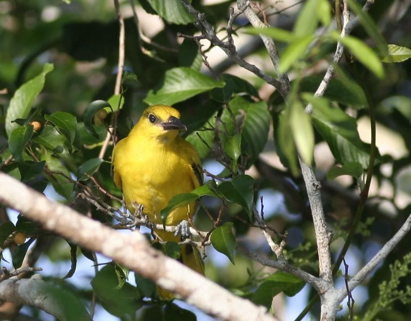 IMAGE: http://i26.photobucket.com/albums/c125/jmalik/birds%20of%20malaysia/bird2.jpg