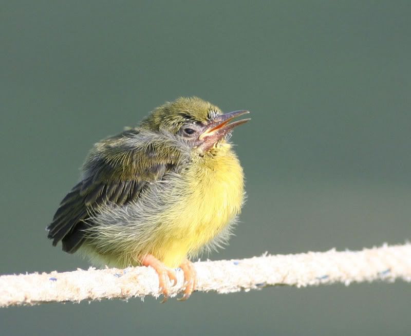 IMAGE: http://i26.photobucket.com/albums/c125/jmalik/birds%20of%20malaysia/bird31.jpg