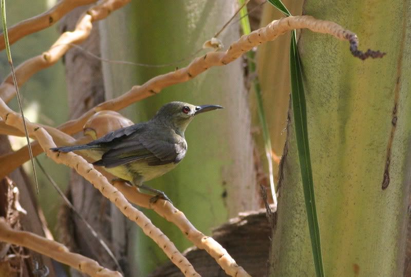 IMAGE: http://i26.photobucket.com/albums/c125/jmalik/birds%20of%20malaysia/bird4-1.jpg