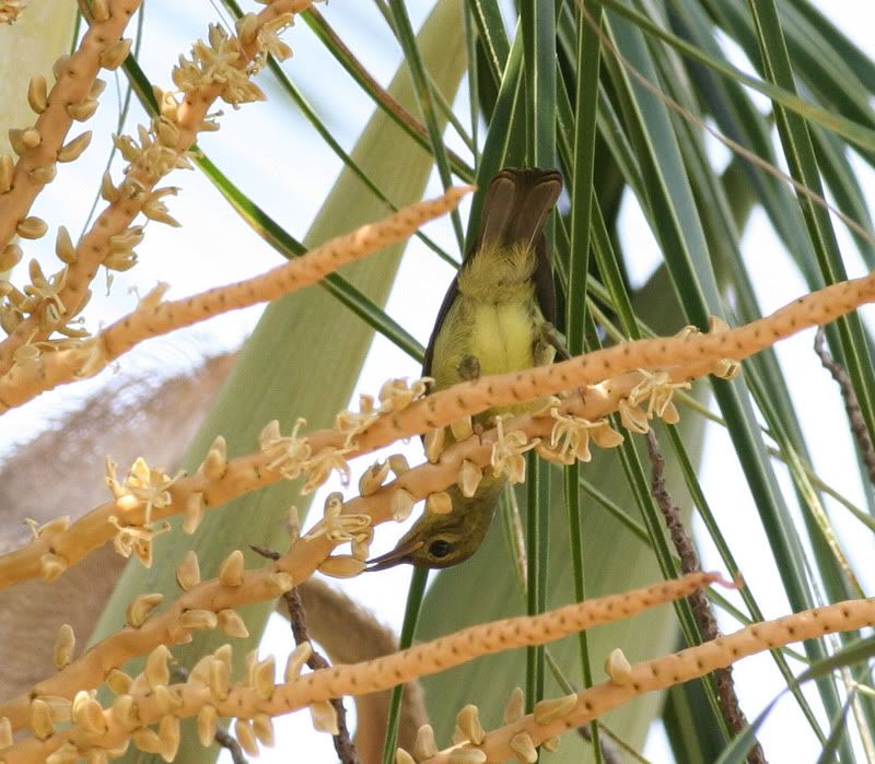 IMAGE: http://i26.photobucket.com/albums/c125/jmalik/birds%20of%20malaysia/bird4-2.jpg