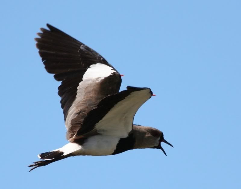 IMAGE: http://i26.photobucket.com/albums/c125/jmalik/czajka2.jpg