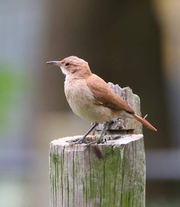 IMAGE: http://i26.photobucket.com/albums/c125/jmalik/garncarz.jpg