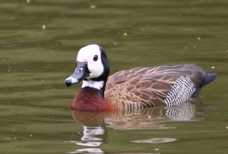 IMAGE: http://i26.photobucket.com/albums/c125/jmalik/gesbialolicawhitefacedduck.jpg