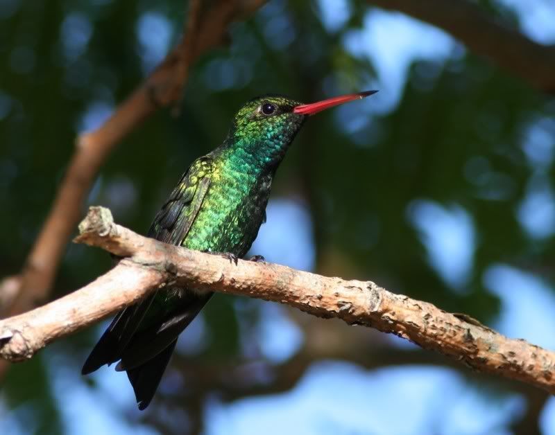 IMAGE: http://i26.photobucket.com/albums/c125/jmalik/koliber1.jpg