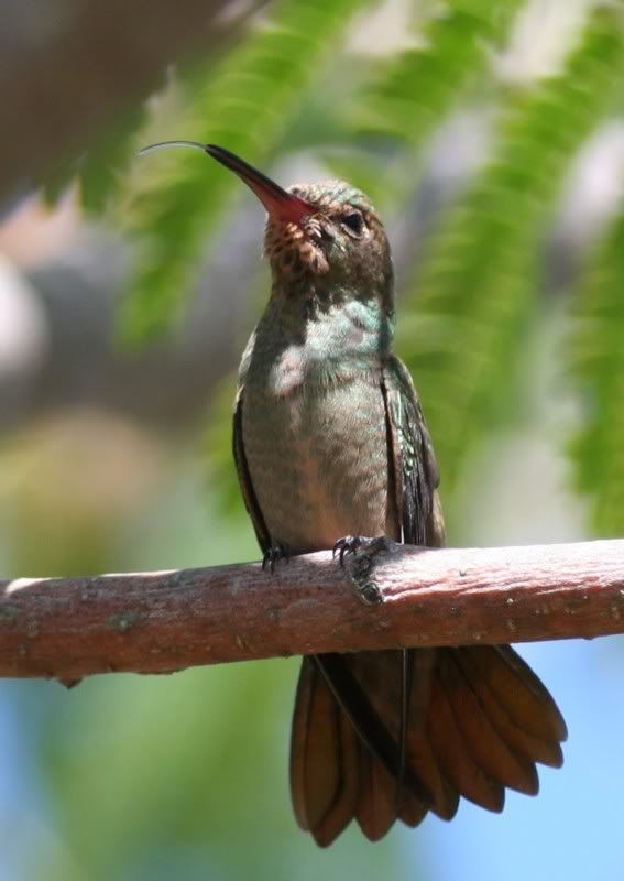 IMAGE: http://i26.photobucket.com/albums/c125/jmalik/koliber3.jpg