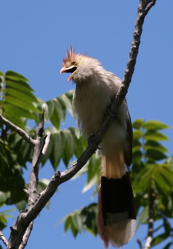 IMAGE: http://i26.photobucket.com/albums/c125/jmalik/kukulkaguira.jpg