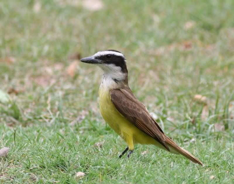 IMAGE: http://i26.photobucket.com/albums/c125/jmalik/ptak1GreatKiskadee-Benteveo.jpg