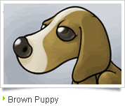 Brown Puppy