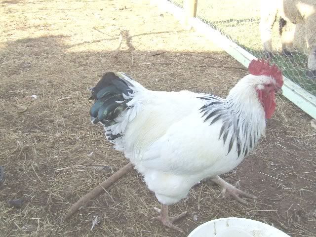 Backyard Poultry Forum View Topic For Ruff