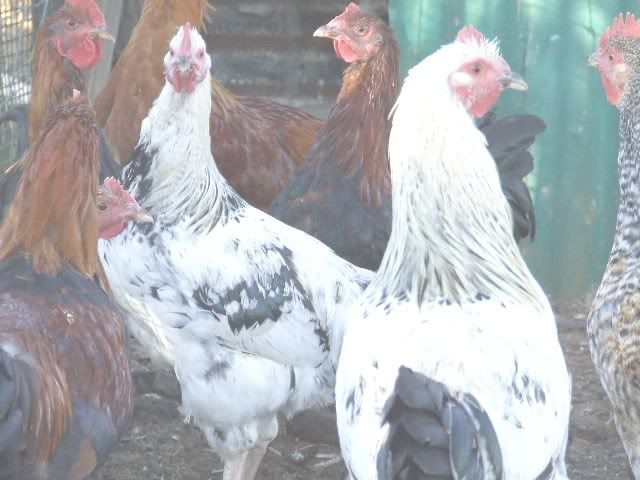 Backyard Poultry Forum View Topic For Ruff
