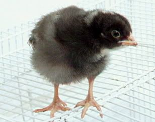 http://i26.photobucket.com/albums/c127/itsy-bitsy-kitsy/P1010627.jpg