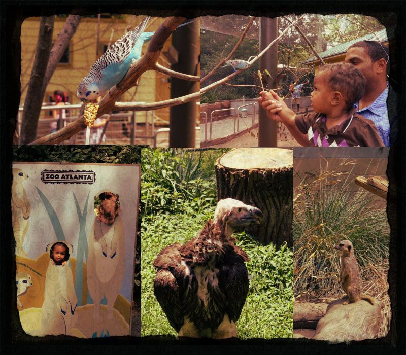zoocollage1