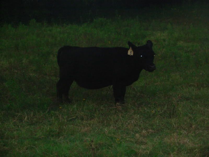 When does a cow start to "show" - Cattle