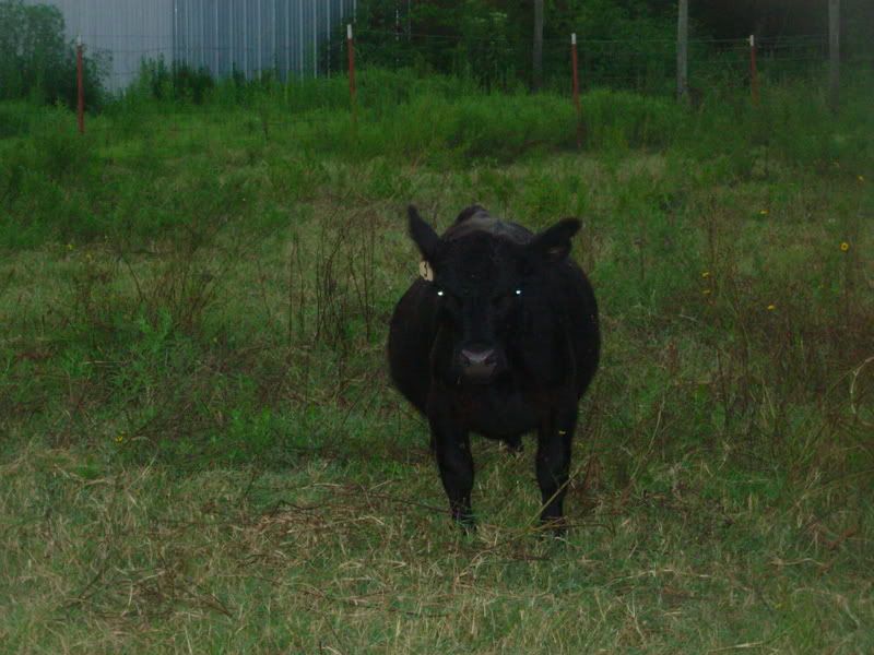 When does a cow start to "show" - Cattle