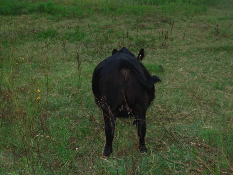 When does a cow start to "show" - Cattle