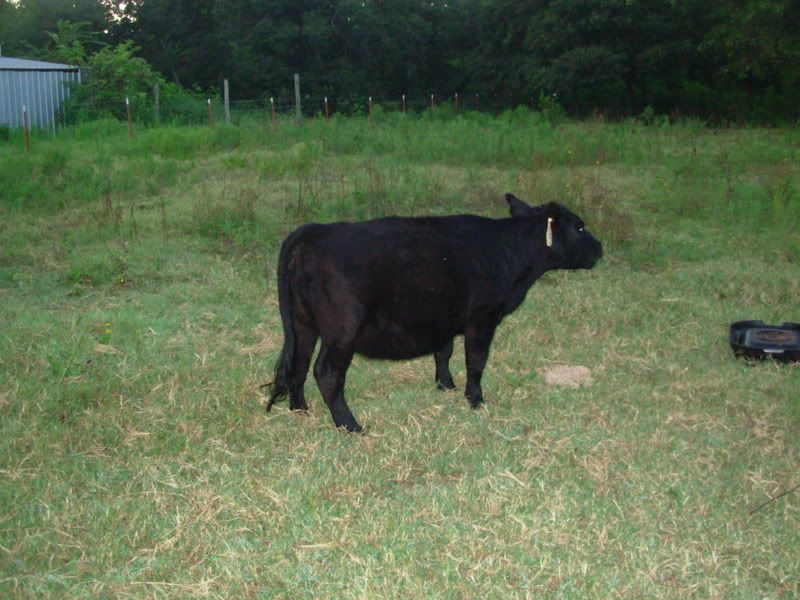 When does a cow start to "show" - Cattle