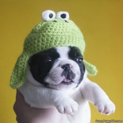 cute_puppy_hat