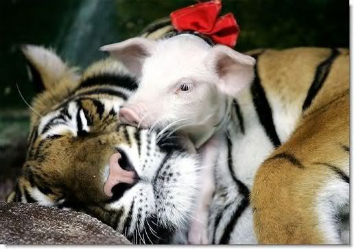 c Tiger+mom+adopts+piglets