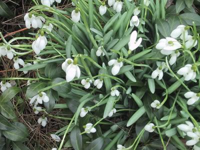 snowdrops