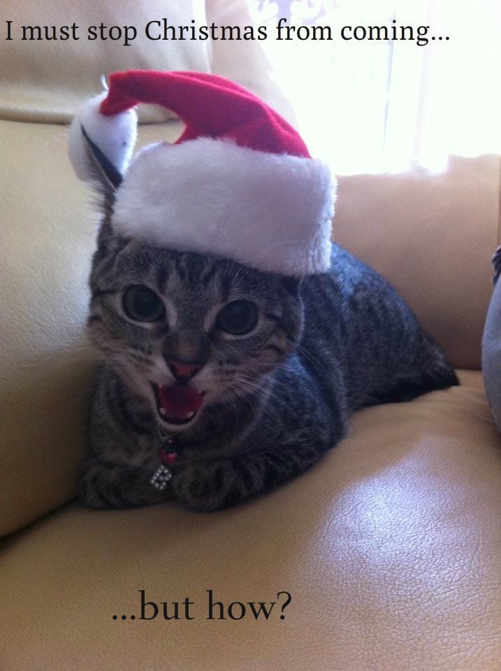 funny christmas photo: Funny Cats Christmas billie_zpseca2b97b.jpg