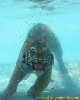 tiger-smiling-underwater.jpg