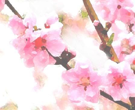 peach blossom