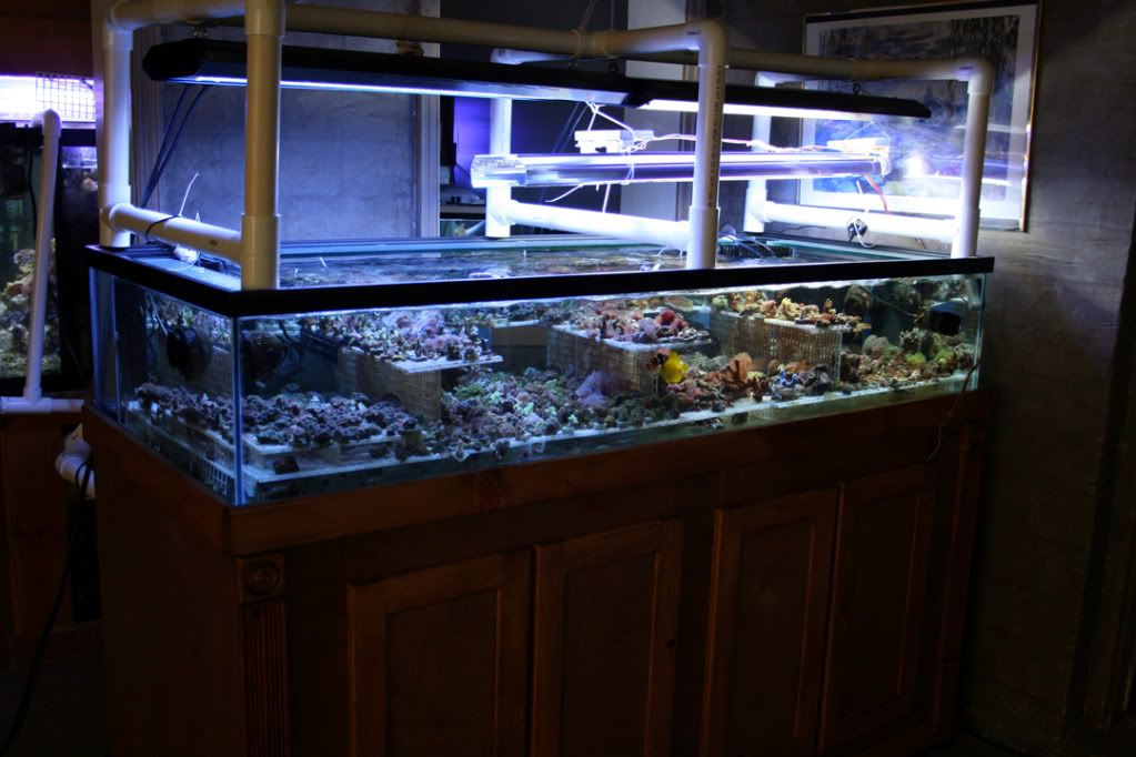 Lets see those frag tanks! Official Frag Tank ShowOff Thread Page