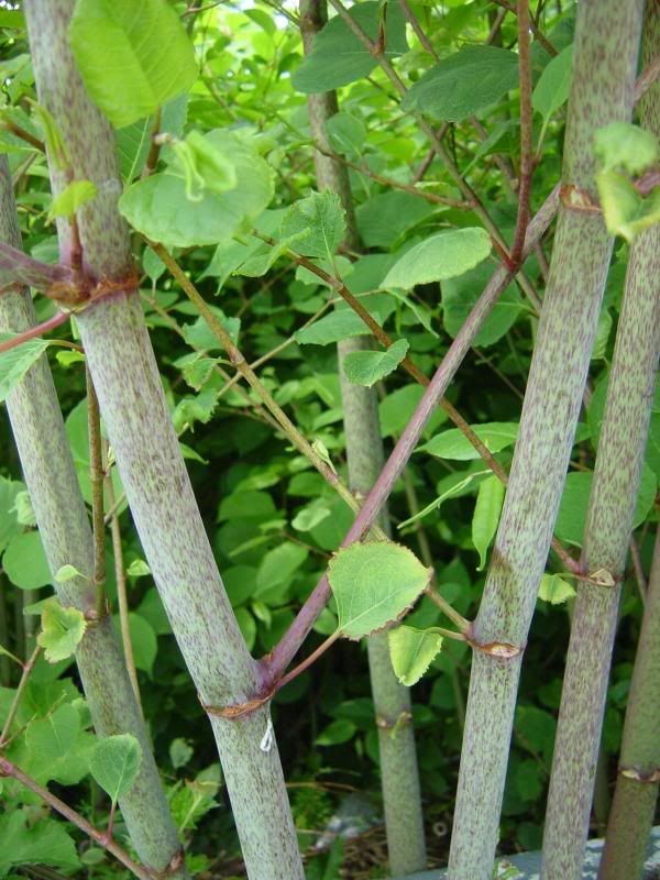knotweed