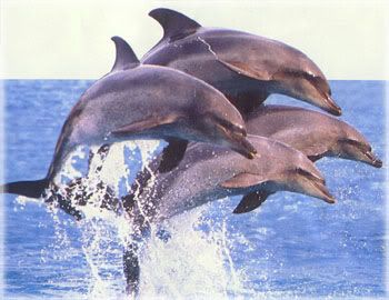 beautiful dolphin photo: Aren't they beautiful? Dolphin.jpg