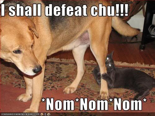 funny-pictures-cat-plans-to-defeat-dog.jpg