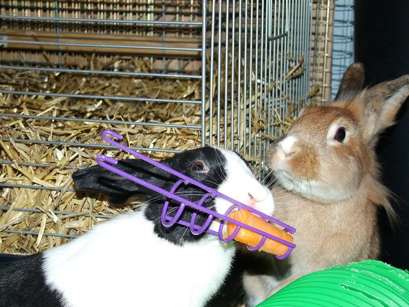 bunnies024.jpg