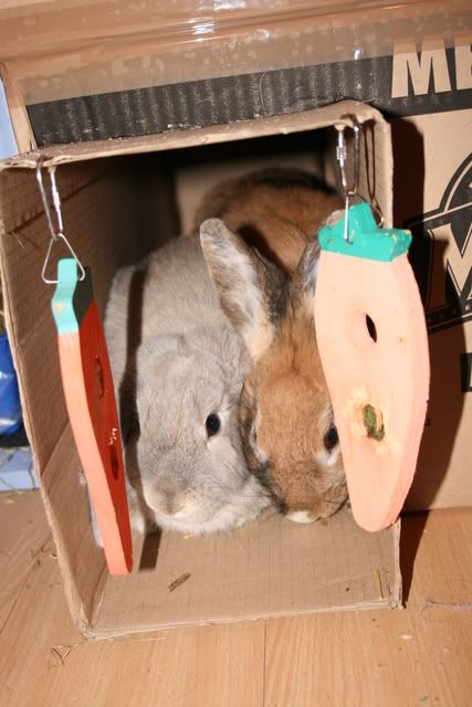 rabbitroommakeover025.jpg