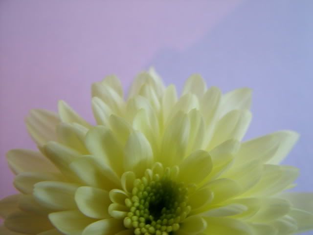 flowers027.jpg