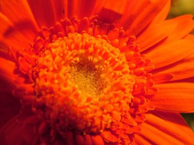 orangeflower2-1.jpg