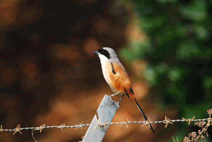 Bird.gif picture by Lung5lung