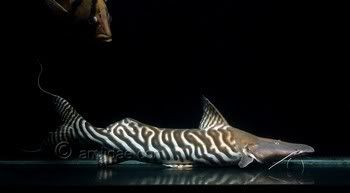 Zebra Shovelnose