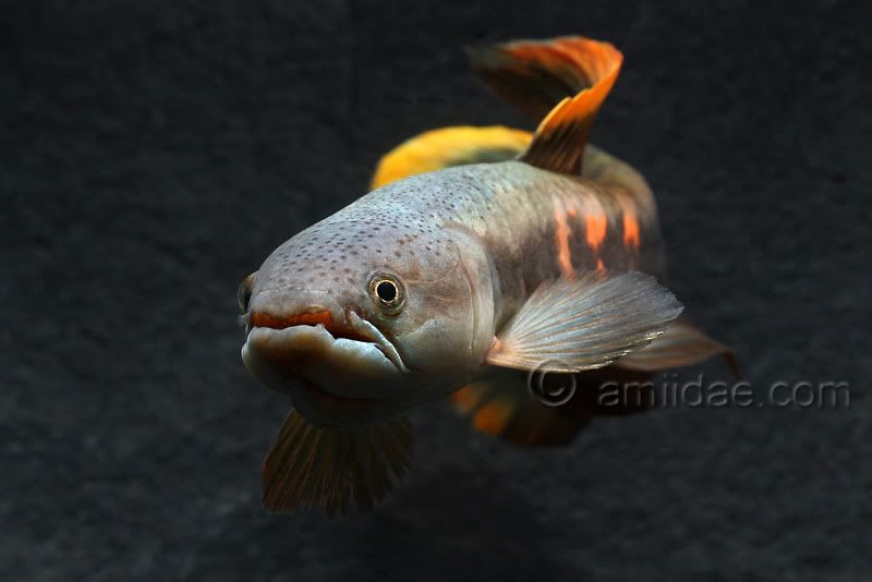 imperial wolf fish