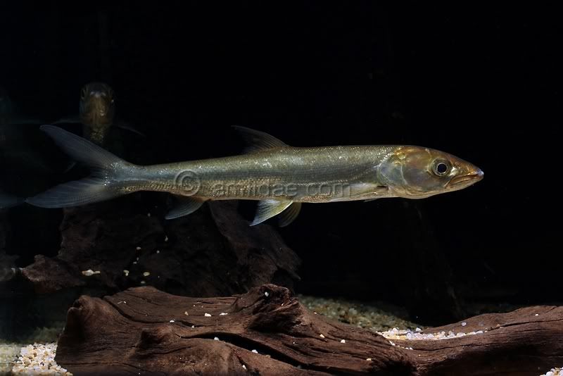 elopichthys bambusa fish
