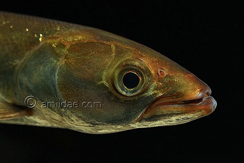 elopichthys bambusa fish